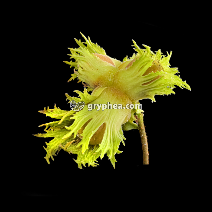 Fruits du Noisetier (Corylus avellana) - Noisettes - gryphea.org